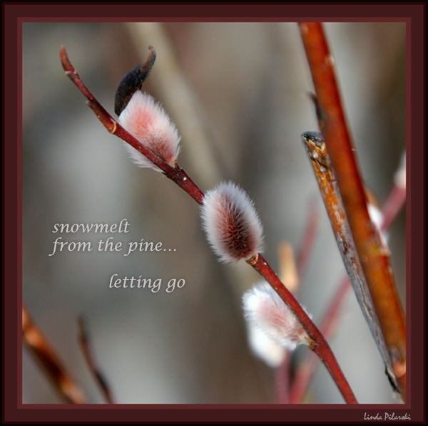 'snowmelt / from the pine / letting go' by Linda Pilarski