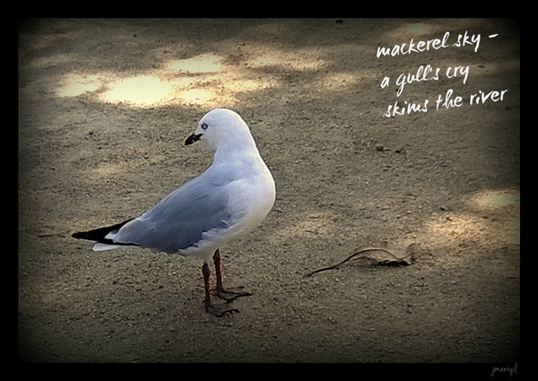 'mackerel sky / a gull's cry / skims the river' by Jayashree Maniyil
