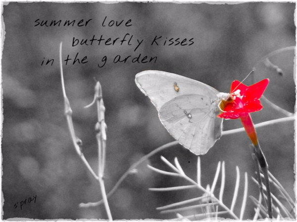 ' summer love / butterfly kisses / in the garden' by Sandi Pray