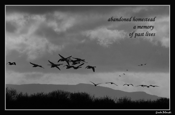 'abandoned homestead / a memory / of past lives' by Linda Pilarski. Haiga first published in Moonset Literary Newspaper Vol 5:1, Spring/Summer 2009