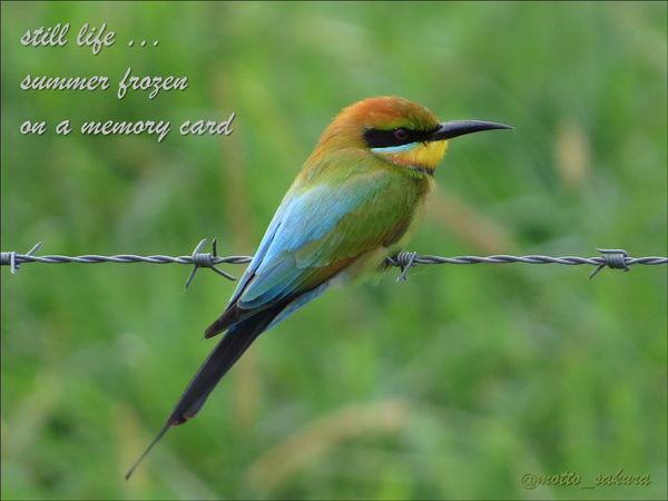 'still life... / summer frozen / on a memory card' by David Kelly. 