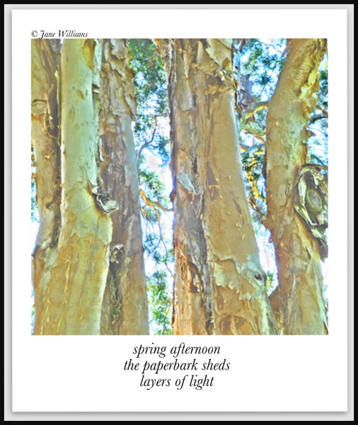 'spring afternoon / the paperbark sheds / layers of light' by Jane Williams