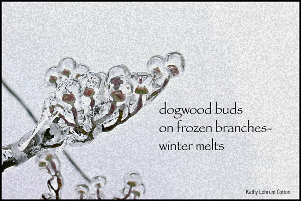 'dogwood buds / on frozen branches / winter melts' by Kathy Lohrum Cotton