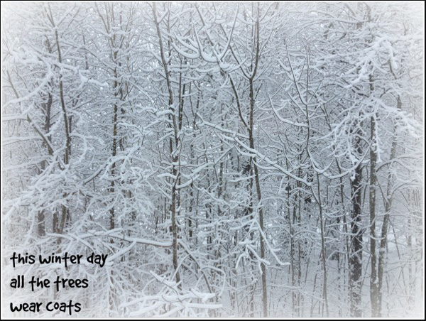 "this winter day / all the trees / wear coats' by Rick Hurst