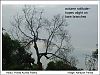 'autumn solitude / hopes alight on / bare branches' by Pravat Kumar Padhy. Art by Narayan Panda