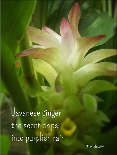 'Javanese ginger / the scent drips / into purplish rain' by Ken Sawitri