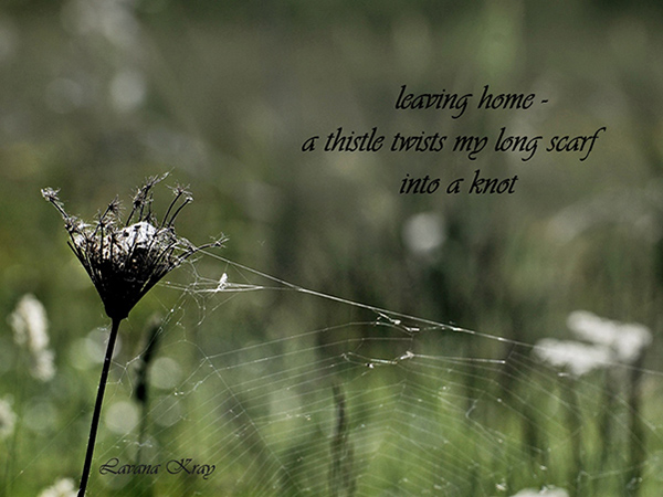 'leaving home / a thistle twists my long scarf / into a knot' by Lavana Kray