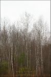 'early spring / swaying in the wind / wisps of birch' by Rick Hurst