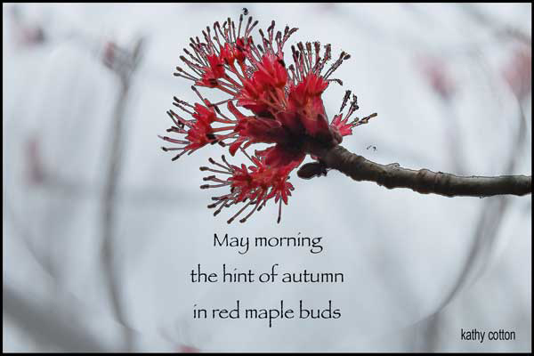 'May morning / the hint of autumn / in red maple buds' by Kathy Lohrum Cotton
