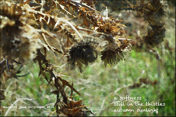 'a softness  / still in the thistles / autumn sunlight' by Marietta McGregor