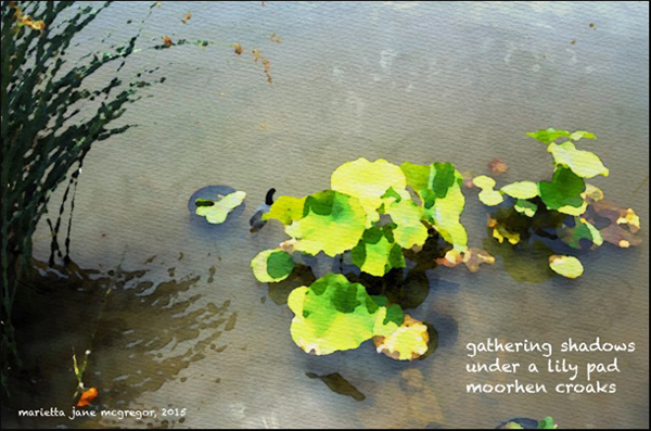 'gathering shadows / under a lily pad / moorhen croaks' by Marietta McGregor