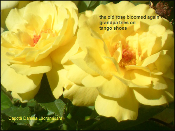 'the old rose bloomed again / grandpa tries on / tango shoes' by Daniela Capota
