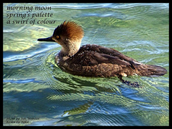 'morning moon / spring's palette / a swirl of color' by Jim Force aka Nika. Art by Jim Webster