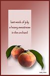 'last week of july /  a heavy sweetness / in the orchard' by Kathy Cotton