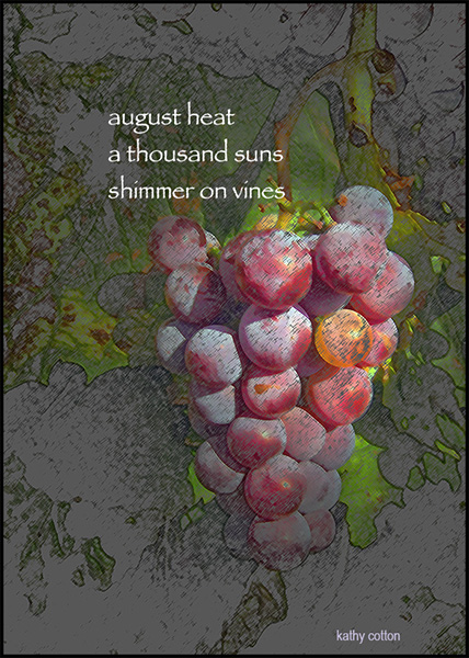 'august heat / a thousand suns / shimmer on vines' by Kathy Cotton
