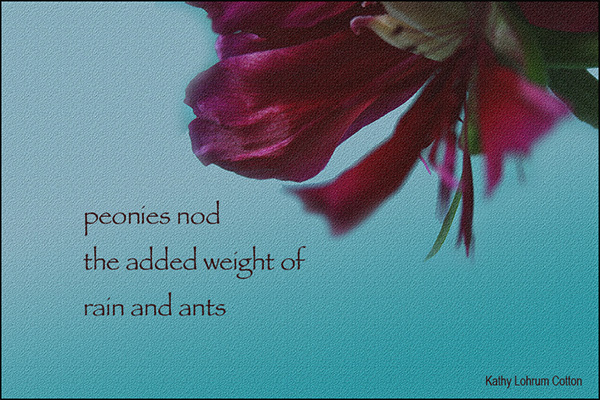 'peonies nod / the added weight of  / rain and ants' by Kathy Cotton