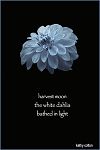 'harvest moon / the white dahlia / bathed in light' by Kathy Cotton