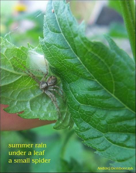 'summer rain / under a leaf / a small spider' by Andrzej Dembonczyk. 