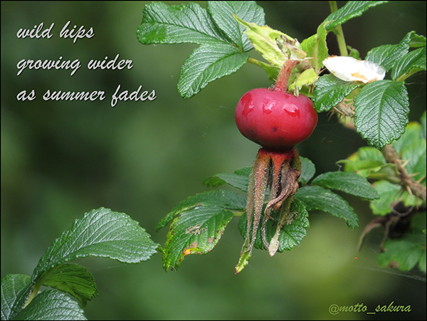 'wild hips / growing wider / as summer fades' by David Kelly