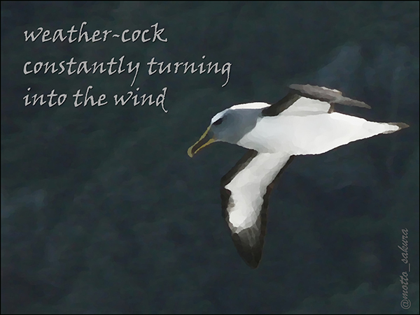'weather cock / constantly turning / into the wind' by David Kelly