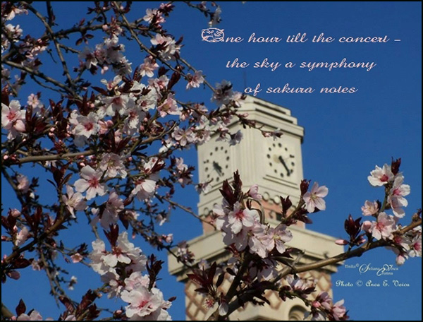 'one hour till the concert / the sky a sysmphony / of sakura notes' by Steliana Voicu. Art by Anca Voicu. Haiku first published by Chrysanthemum 19, April 2016.