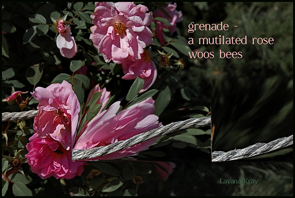 "grenade / a mutilated rose / woos bees' by Lavana Kray