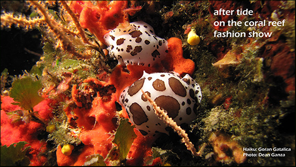 'after tide / on the coral reef / fashion show' by Goran Gatalica. Art by Dean Ganza