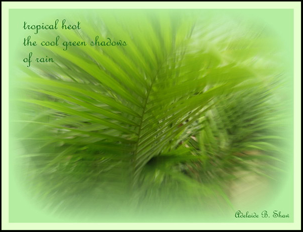 'tropical heat / the cool green shadow / of rain' by Adelaide Shaw