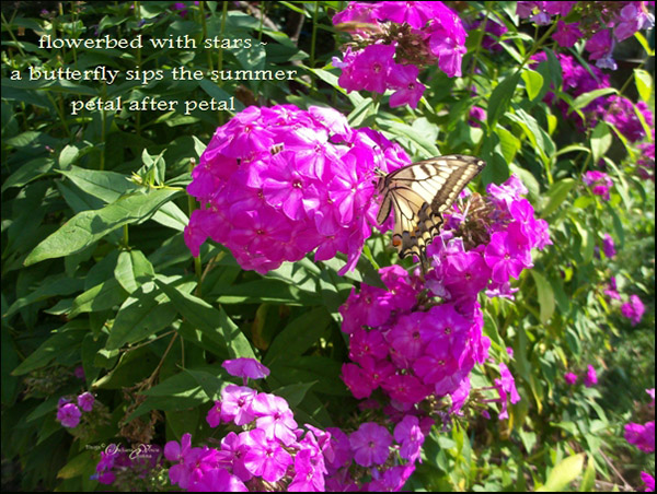 'flowerbed with stars— / a butterfly sips the summer / petal by petal' by Steliana Voicu