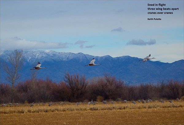 'lined in flight / three wingbeats apart / cranes over cranes' by Keith Polette