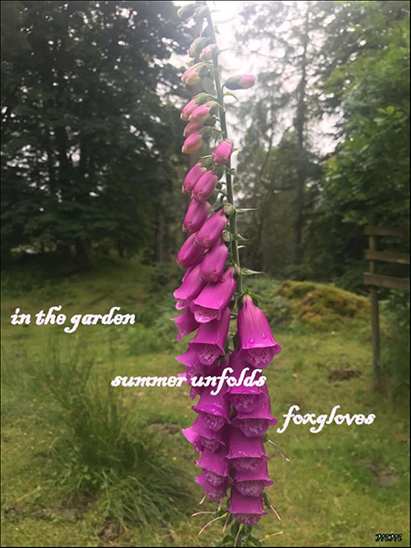 'in the garden / summer unfolds / foxgloves' by Mamta Madhaven