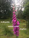 'in the garden / summer unfolds / foxgloves' by Mamta Madhaven