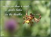 'mother-in-law's visit... / a spider hides / in the thistles' by Jacek Margolak