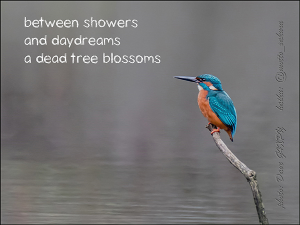 'between showers / and daydreams / a dead tree blossoms' by David Kelly