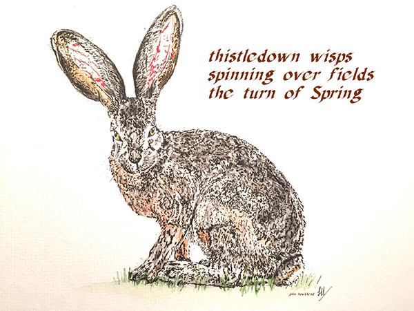 'thistledown wisps / spinning over fields / the turn of spring' by John Hawkhead