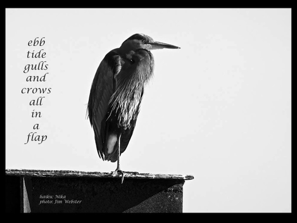 'ebb tide gulls and crows all in a flap' by Nika. Art by Jim Webster