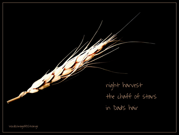"night harvest / the chaff of stars / in Dad's hair' by Debbie Strange.  Haiku first published in Stardust Haiku 12 Dec 2017