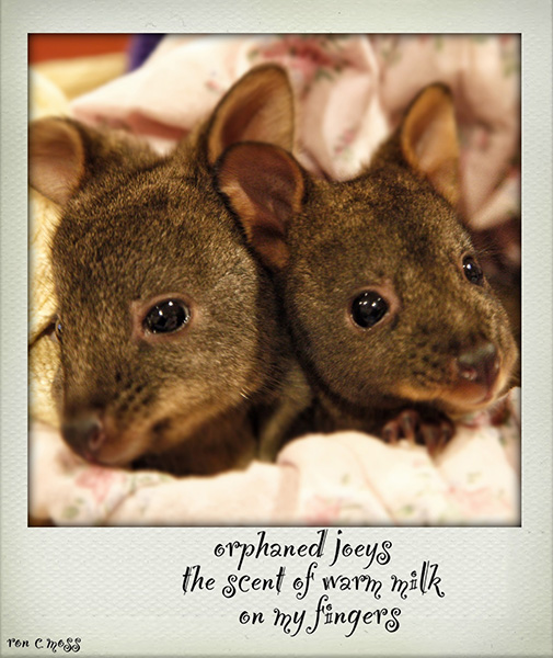 'orphaned joeys / the scent of warm milk / on my fingers' by Ron Moss