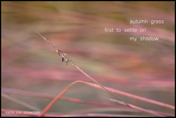 'autumn grass / first to settle on  / my shadow' by Irena Szewczyk.
