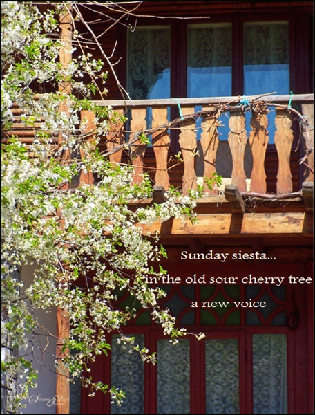 'sunday siesta... / in the old sour cherry tree / a new voice' by Steliana Voicu