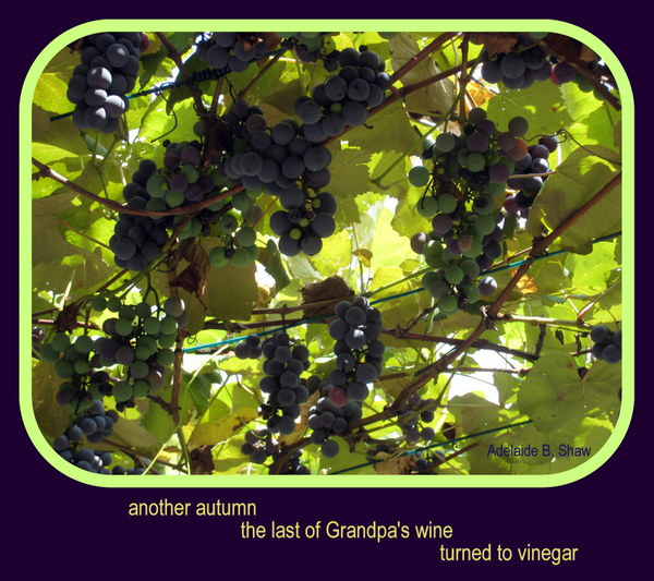'another autumn / the last of grandpa's wine / turned to vinegar' by Adelaide Shaw