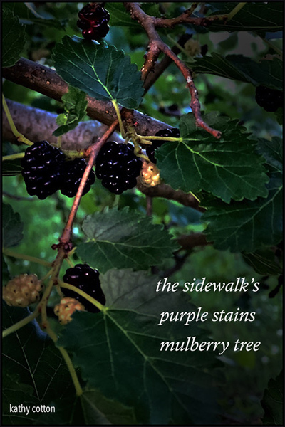 'the sidewalk's / purple stains /  mulberry tree' by Kathy Cotton