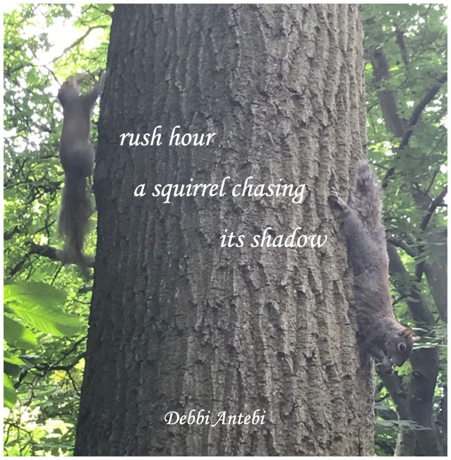'rush hour / a squirrel chasing / its shadow' by Debbi Antebi