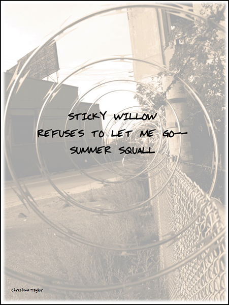 'sticky willow / reuses to let me go— / summer squall' by Christine Taylor