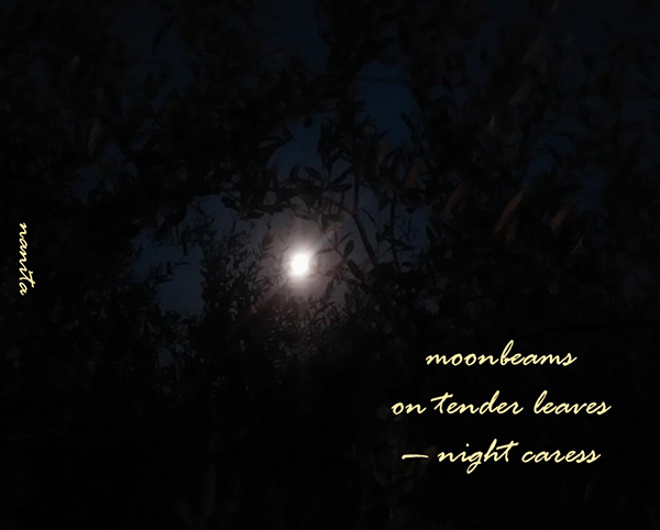 'moonbeams / on tender leaves / —night caress' by Valentina Meloni