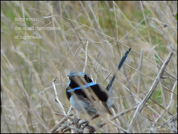 'fairy wren / the small movements of / of my breath' by Jane Williams