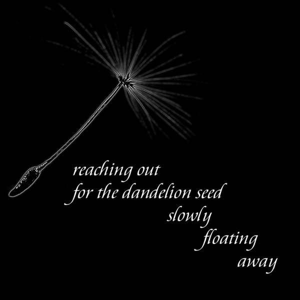 'reaching out / for the dandelion seed / slowly / floating / away" by John Hawkhead