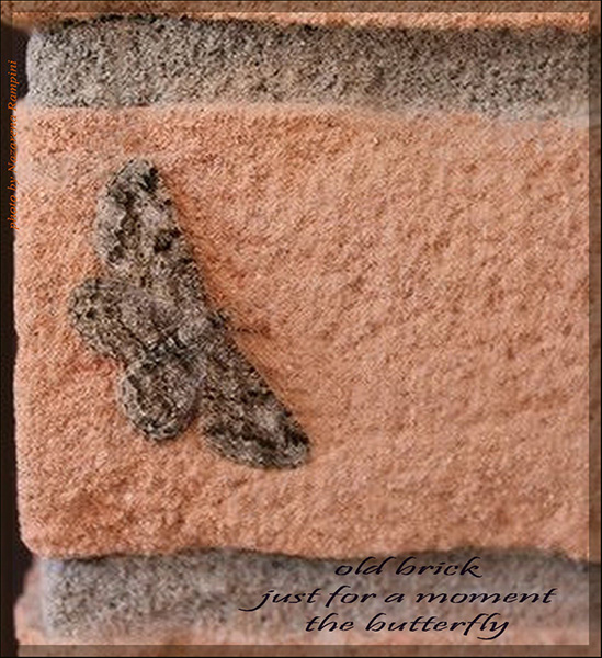 'old brick / just for a moment / the butterfly' by Nazarena Rampini