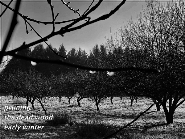 'pruning / the dead wood / early winter' by Marilyn Ashbaugh