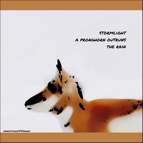 'stormlight / a pronghorn outruns / the storm' by Debbie Strange Haiku first published in the Peonies Haiku anthology 2019